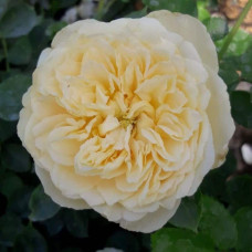 Троянда Комтесса (біло-жовта) ШТАМБ | Rosa Comtessa (white-yellow) SHTAMB | Роза Комтесса (бело-желтая) ШТАМБ