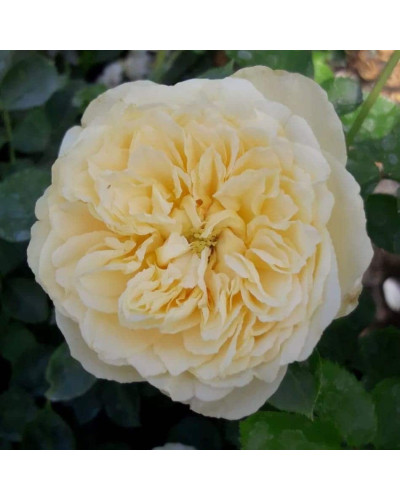 Троянда Комтесса (біло-жовта) ШТАМБ | Rosa Comtessa (white-yellow) SHTAMB | Роза Комтесса (бело-желтая) ШТАМБ