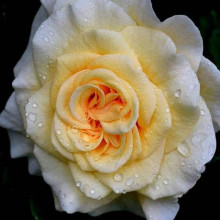 Троянда Комтесса (біло-жовта) ШТАМБ | Rosa Comtessa (white-yellow) SHTAMB | Роза Комтесса (бело-желтая) ШТАМБ