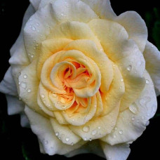Троянда Комтесса (біло-жовта) ШТАМБ | Rosa Comtessa (white-yellow) SHTAMB | Роза Комтесса (бело-желтая) ШТАМБ