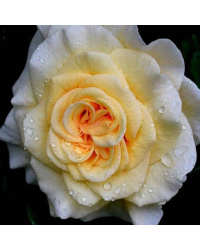 Троянда Комтесса (біло-жовта) ШТАМБ | Rosa Comtessa (white-yellow) SHTAMB | Роза Комтесса (бело-желтая) ШТАМБ