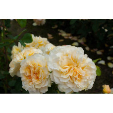 Троянда Комтесса (біло-жовта) ШТАМБ | Rosa Comtessa (white-yellow) SHTAMB | Роза Комтесса (бело-желтая) ШТАМБ