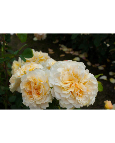 Троянда Комтесса (біло-жовта) ШТАМБ | Rosa Comtessa (white-yellow) SHTAMB | Роза Комтесса (бело-желтая) ШТАМБ