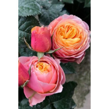 Троянда Вувузела (рожево-персикова) ШТАМБ | Rosa Vuvuzela (pink-peach) SHTAMB | Роза Вувузела (розово-персиковая) ШТАМБ