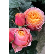 Троянда Вувузела (рожево-персикова) ШТАМБ | Rosa Vuvuzela (pink-peach) SHTAMB | Роза Вувузела (розово-персиковая) ШТАМБ