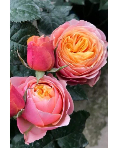 Троянда Вувузела (рожево-персикова) ШТАМБ | Rosa Vuvuzela (pink-peach) SHTAMB | Роза Вувузела (розово-персиковая) ШТАМБ