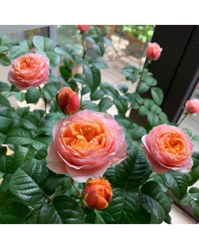 Троянда Вувузела (рожево-персикова) ШТАМБ | Rosa Vuvuzela (pink-peach) SHTAMB | Роза Вувузела (розово-персиковая) ШТАМБ