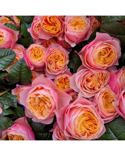 Троянда Вувузела (рожево-персикова) ШТАМБ | Rosa Vuvuzela (pink-peach) SHTAMB | Роза Вувузела (розово-персиковая) ШТАМБ