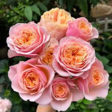 Троянда Вувузела (рожево-персикова) ШТАМБ | Rosa Vuvuzela (pink-peach) SHTAMB | Роза Вувузела (розово-персиковая) ШТАМБ