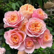 Троянда Вувузела (рожево-персикова) ШТАМБ | Rosa Vuvuzela (pink-peach) SHTAMB | Роза Вувузела (розово-персиковая) ШТАМБ