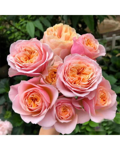 Троянда Вувузела (рожево-персикова) ШТАМБ | Rosa Vuvuzela (pink-peach) SHTAMB | Роза Вувузела (розово-персиковая) ШТАМБ
