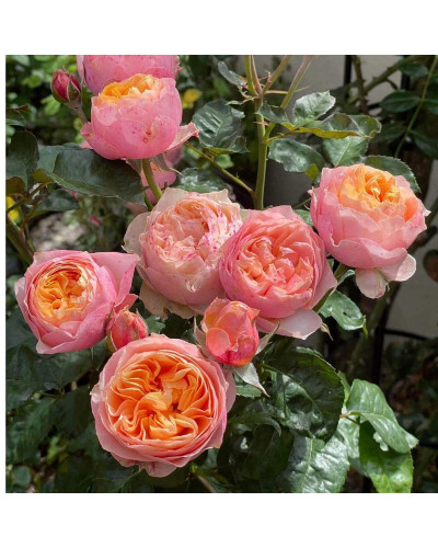 Троянда Вувузела (рожево-персикова) ШТАМБ | Rosa Vuvuzela (pink-peach) SHTAMB | Роза Вувузела (розово-персиковая) ШТАМБ