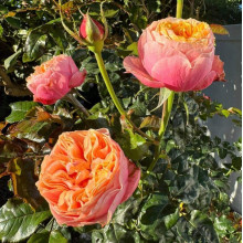 Троянда Вувузела (рожево-персикова) ШТАМБ | Rosa Vuvuzela (pink-peach) SHTAMB | Роза Вувузела (розово-персиковая) ШТАМБ