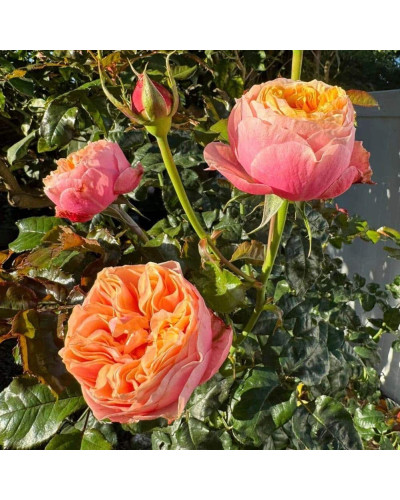 Троянда Вувузела (рожево-персикова) ШТАМБ | Rosa Vuvuzela (pink-peach) SHTAMB | Роза Вувузела (розово-персиковая) ШТАМБ