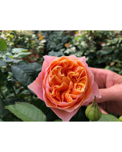Троянда Вувузела (рожево-персикова) ШТАМБ | Rosa Vuvuzela (pink-peach) SHTAMB | Роза Вувузела (розово-персиковая) ШТАМБ