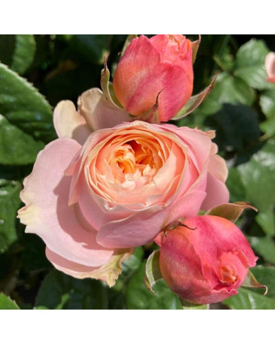 Троянда Вувузела (рожево-персикова) ШТАМБ | Rosa Vuvuzela (pink-peach) SHTAMB | Роза Вувузела (розово-персиковая) ШТАМБ
