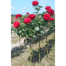 Троянда великоквіткова (червона) ШТАМБ | Rose large-flowered (red) SHTAMB | Роза крупноцветковая (красная) ШТАМБ