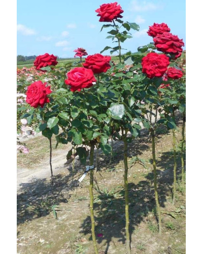 Троянда великоквіткова (червона) ШТАМБ | Rose large-flowered (red) SHTAMB | Роза крупноцветковая (красная) ШТАМБ