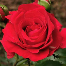 Троянда великоквіткова (червона) ШТАМБ | Rose large-flowered (red) SHTAMB | Роза крупноцветковая (красная) ШТАМБ