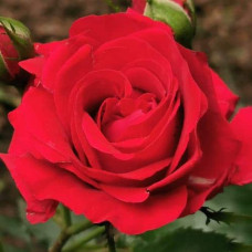 Троянда великоквіткова (червона) ШТАМБ | Rose large-flowered (red) SHTAMB | Роза крупноцветковая (красная) ШТАМБ