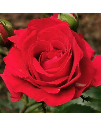 Троянда великоквіткова (червона) ШТАМБ | Rose large-flowered (red) SHTAMB | Роза крупноцветковая (красная) ШТАМБ
