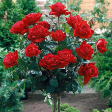 Троянда великоквіткова (червона) ШТАМБ | Rose large-flowered (red) SHTAMB | Роза крупноцветковая (красная) ШТАМБ