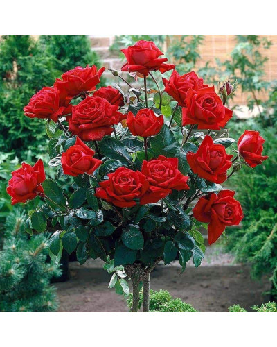 Троянда великоквіткова (червона) ШТАМБ | Rose large-flowered (red) SHTAMB | Роза крупноцветковая (красная) ШТАМБ
