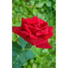 Троянда великоквіткова (червона) ШТАМБ | Rose large-flowered (red) SHTAMB | Роза крупноцветковая (красная) ШТАМБ