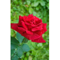 Троянда великоквіткова (червона) ШТАМБ | Rose large-flowered (red) SHTAMB | Роза крупноцветковая (красная) ШТАМБ