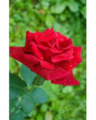 Троянда великоквіткова (червона) ШТАМБ | Rose large-flowered (red) SHTAMB | Роза крупноцветковая (красная) ШТАМБ