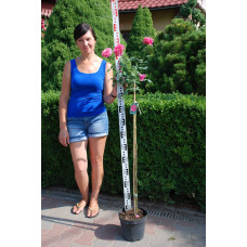 Троянда великоквіткова (рожева) ШТАМБ | Rose large-flowered (pink) SHTAMB | Роза крупноцветковая (розовая) ШТАМБ