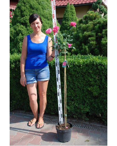 Троянда великоквіткова (рожева) ШТАМБ | Rose large-flowered (pink) SHTAMB | Роза крупноцветковая (розовая) ШТАМБ
