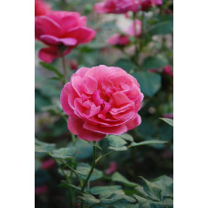 Троянда великоквіткова (рожева) ШТАМБ | Rose large-flowered (pink) SHTAMB | Роза крупноцветковая (розовая) ШТАМБ