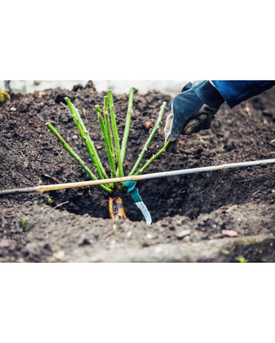 Троянда великоквіткова (рожева) ШТАМБ | Rose large-flowered (pink) SHTAMB | Роза крупноцветковая (розовая) ШТАМБ
