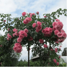 Троянда великоквіткова (рожева) ШТАМБ | Rose large-flowered (pink) SHTAMB | Роза крупноцветковая (розовая) ШТАМБ