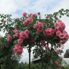 Троянда великоквіткова (рожева) ШТАМБ | Rose large-flowered (pink) SHTAMB | Роза крупноцветковая (розовая) ШТАМБ