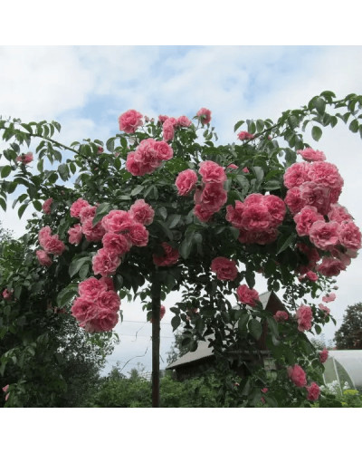 Троянда великоквіткова (рожева) ШТАМБ | Rose large-flowered (pink) SHTAMB | Роза крупноцветковая (розовая) ШТАМБ