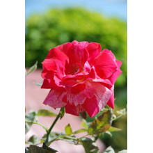 Троянда великоквіткова (пістрява, червоно-біла) ШТАМБ | Rose large-flowered (trunk, red-white)  SHTAMB | Роза крупноцветковая (пестрая, красно-белая) ШТАМБ
