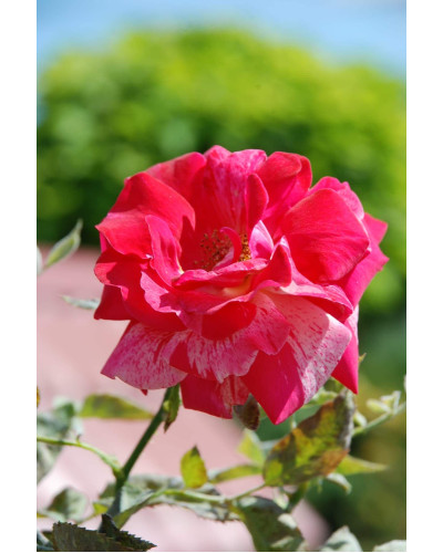Троянда великоквіткова (пістрява, червоно-біла) ШТАМБ | Rose large-flowered (trunk, red-white) SHTAMB | Роза крупноцветковая (пестрая, красно-белая) ШТАМБ