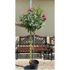Троянда великоквіткова (пістрява, червоно-біла) ШТАМБ | Rose large-flowered (trunk, red-white)  SHTAMB | Роза крупноцветковая (пестрая, красно-белая) ШТАМБ