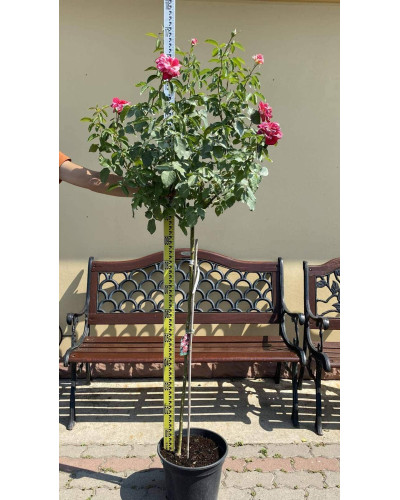 Троянда великоквіткова (пістрява, червоно-біла) ШТАМБ | Rose large-flowered (trunk, red-white) SHTAMB | Роза крупноцветковая (пестрая, красно-белая) ШТАМБ