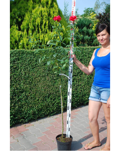 Троянда великоквіткова (пістрява, червоно-біла) ШТАМБ | Rose large-flowered (trunk, red-white) SHTAMB | Роза крупноцветковая (пестрая, красно-белая) ШТАМБ