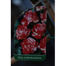 Троянда великоквіткова (пістрява, червоно-біла) ШТАМБ | Rose large-flowered (trunk, red-white)  SHTAMB | Роза крупноцветковая (пестрая, красно-белая) ШТАМБ