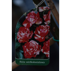 Троянда великоквіткова (пістрява, червоно-біла) ШТАМБ | Rose large-flowered (trunk, red-white)  SHTAMB | Роза крупноцветковая (пестрая, красно-белая) ШТАМБ
