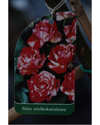 Троянда великоквіткова (пістрява, червоно-біла) ШТАМБ | Rose large-flowered (trunk, red-white) SHTAMB | Роза крупноцветковая (пестрая, красно-белая) ШТАМБ