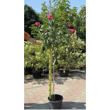 Троянда великоквіткова (пістрява, червоно-біла) ШТАМБ | Rose large-flowered (trunk, red-white)  SHTAMB | Роза крупноцветковая (пестрая, красно-белая) ШТАМБ