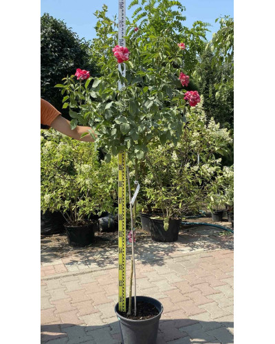Троянда великоквіткова (пістрява, червоно-біла) ШТАМБ | Rose large-flowered (trunk, red-white) SHTAMB | Роза крупноцветковая (пестрая, красно-белая) ШТАМБ
