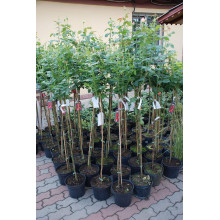 Троянда великоквіткова (пістрява, червоно-біла) ШТАМБ | Rose large-flowered (trunk, red-white)  SHTAMB | Роза крупноцветковая (пестрая, красно-белая) ШТАМБ