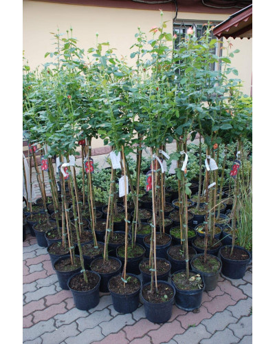 Троянда великоквіткова (пістрява, червоно-біла) ШТАМБ | Rose large-flowered (trunk, red-white) SHTAMB | Роза крупноцветковая (пестрая, красно-белая) ШТАМБ