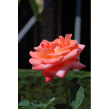 Троянда великоквіткова (лососева) ШТАМБ | Rose large-flowered (salmon) SHTAMB | Роза крупноцветковая (лососевая) ШТАМБ